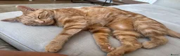 Domestic Shorthair cats for sale: Rio - Gentle 5 year old male  in Dudley - Advert 6