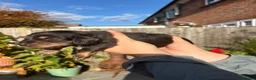 Miniature Dachshund dogs for sale: KC registered long haired Miniatures  - Advert 18