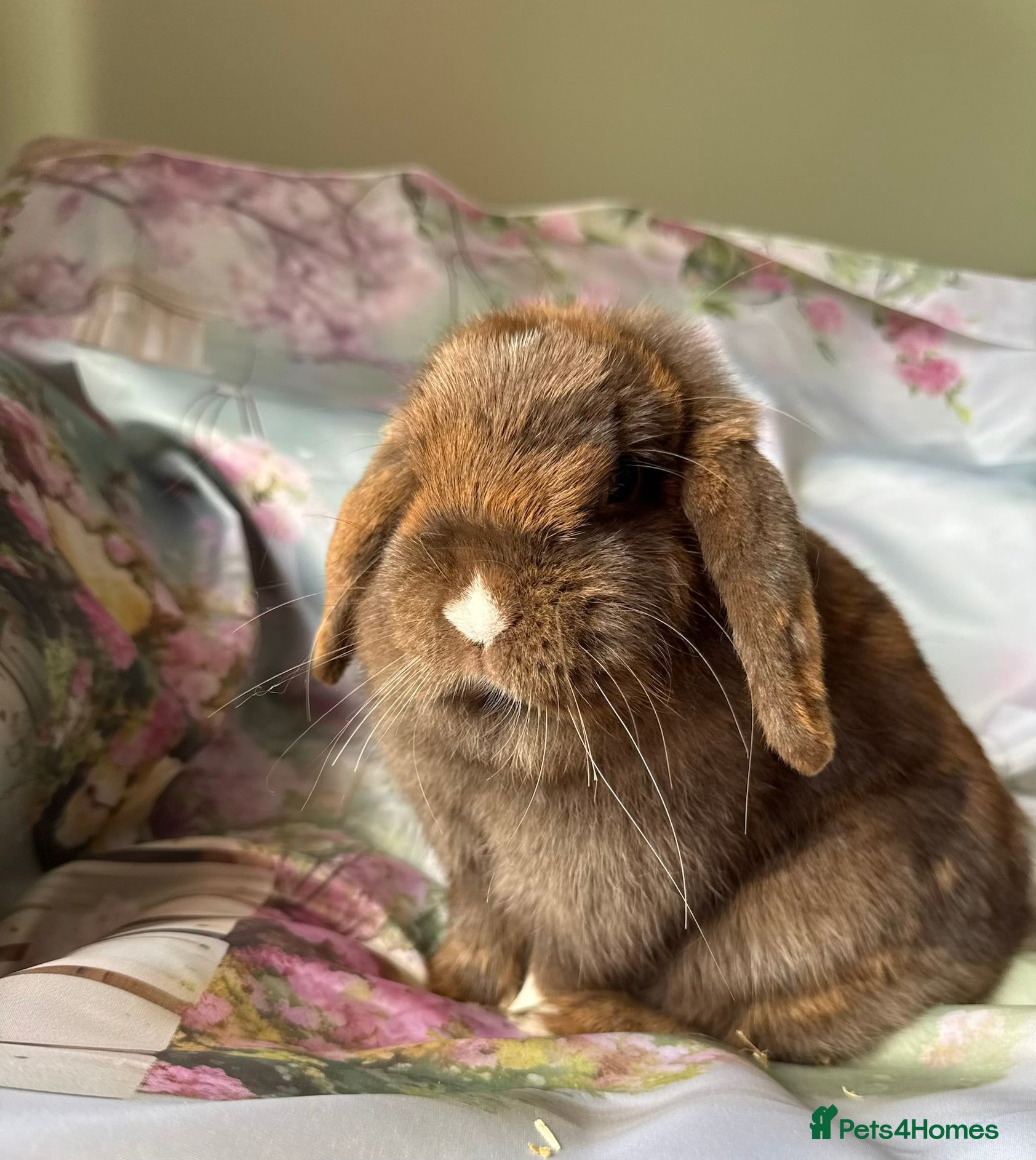 Mini Lop rabbits Pure bred show quality mini lops  - Advert 2
