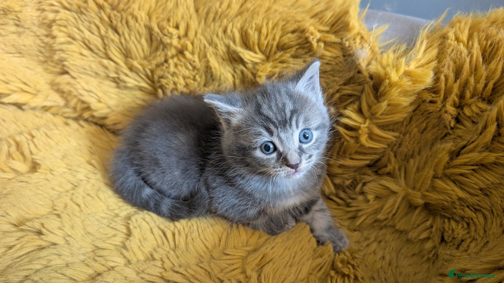 Ragcoon cats for sale: Beautiful Ragcoon / Bengal kittens  - Advert 13