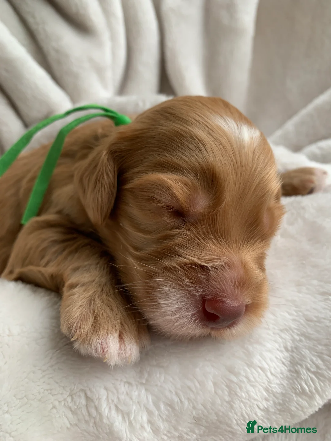 Cockapoo dogs for sale: Cockapoos Due 11th February- Waiting List Open - Advert 7