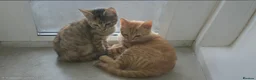 Mixed Breed cats for sale: 2 beautiful kittens ready for their forever homes. - Advert 1