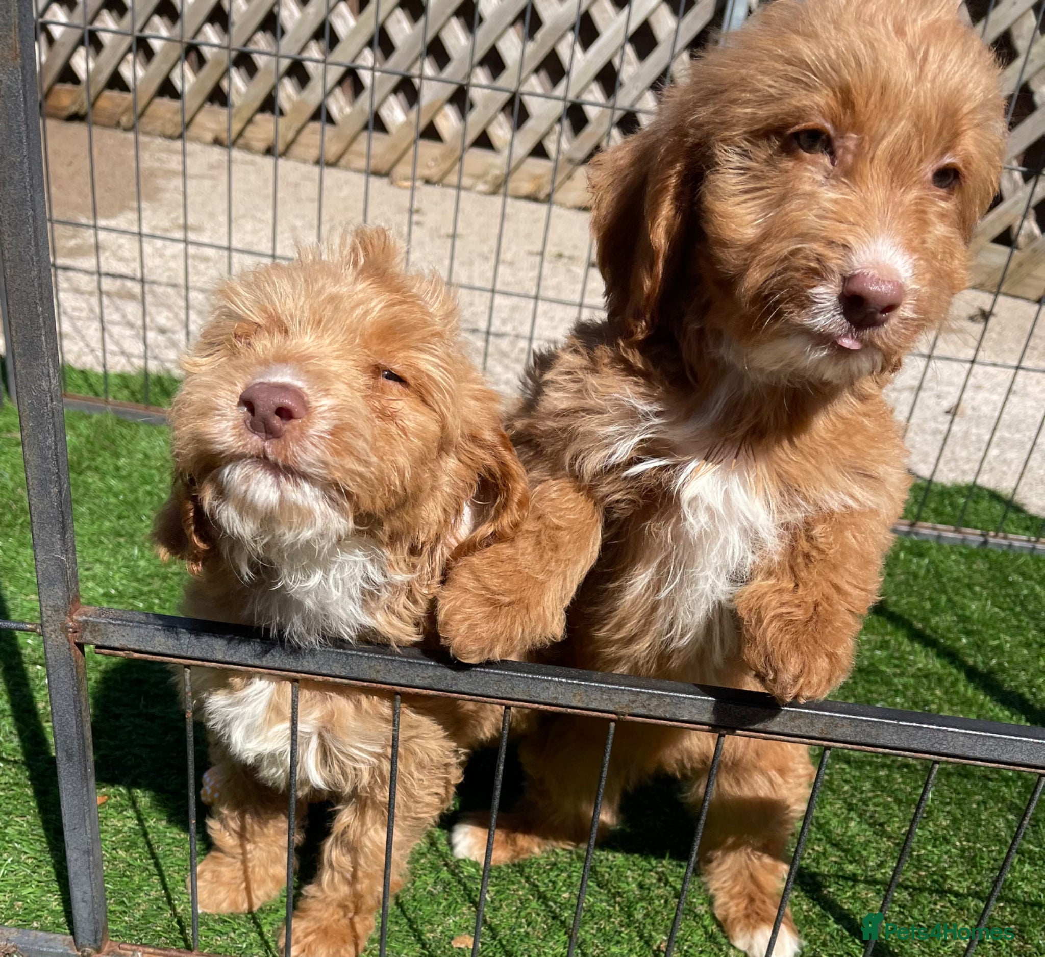 Cockapoo dogs Beautiful F1 cockapoo pups NOW READY - Advert 2