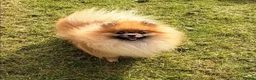 Pomeranian dogs for sale: Pomeranian female sale  - Advert 2