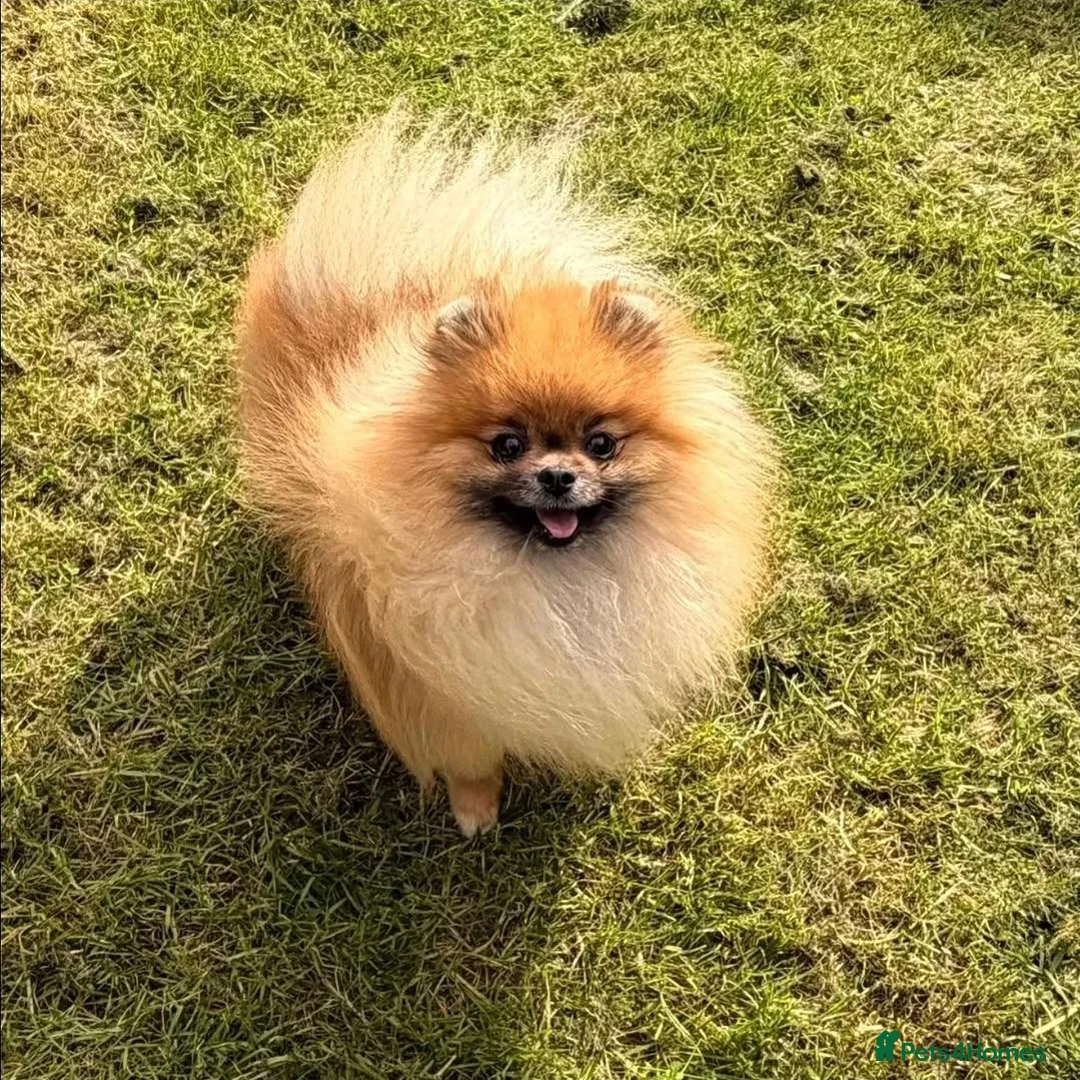 Pomeranian dogs for sale: Pomeranian female sale  - Advert 2