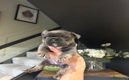 French Bulldog dogs for sale: French bulldog pups  - Advert 17