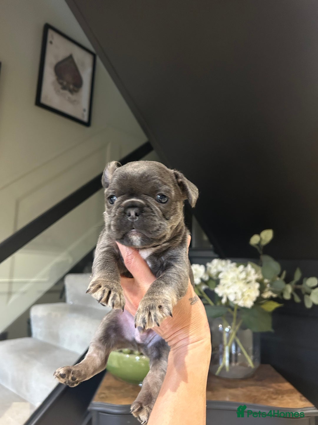 French Bulldog dogs for sale: French bulldog pups  - Advert 17