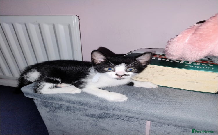 Mixed Breed cats - Advert 9