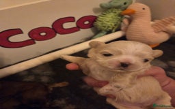 Shih Tzu dogs for sale: Stunning kc imperial shih tzus - Image 10