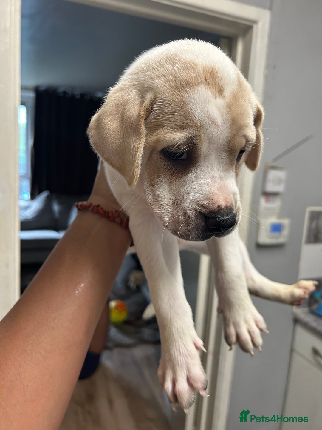 Mixed Breed dogs for sale: 🐾Cocker-Pie (Mini Hippo)s🐾 - Image 9