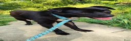 Mixed Breed dogs for adoption: Little Lad Vernon - Available for adoption - Advert 4