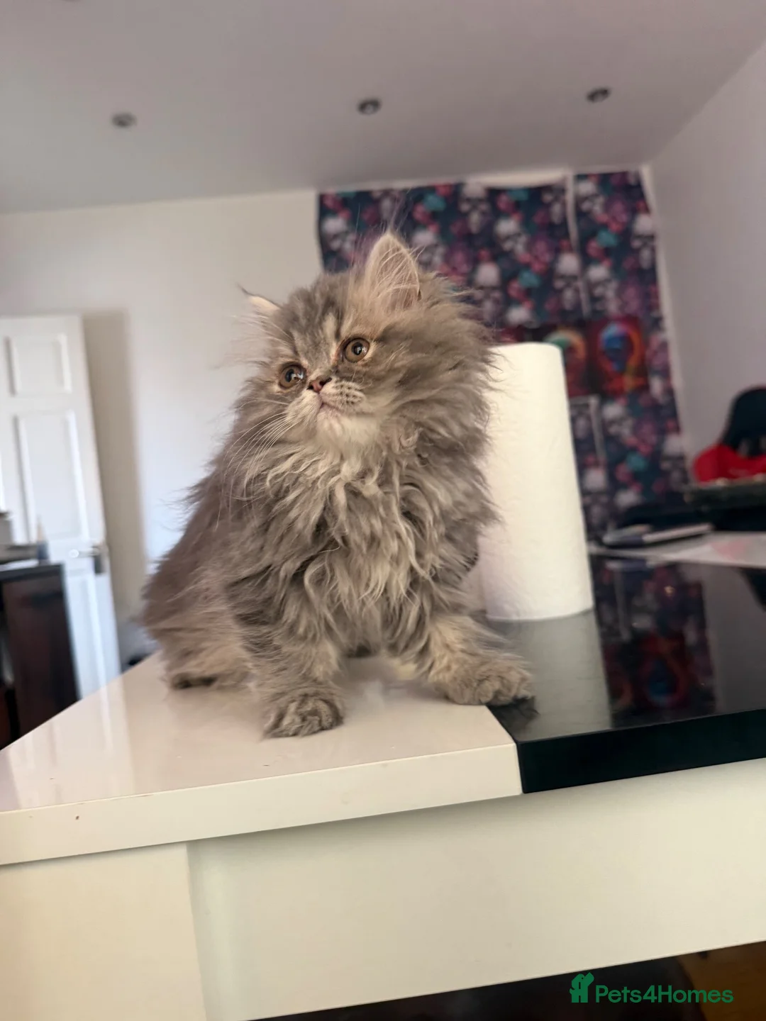 Persian cats for sale: Blue Persian kittens  - Advert 16