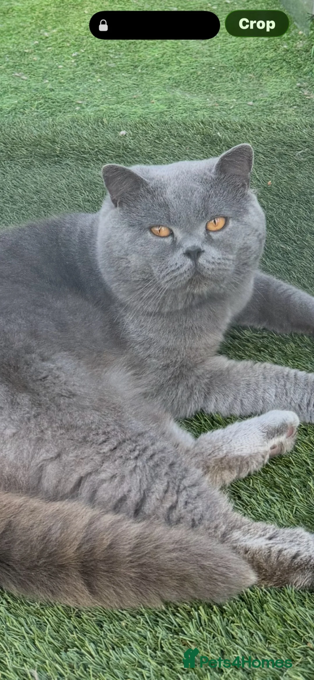 British Shorthair cats for stud: BRITISH SHORTHAIR BLUE  - Advert 2