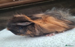Guinea Pig rodents for sale: Baby Female Guineapigs  - Image 7