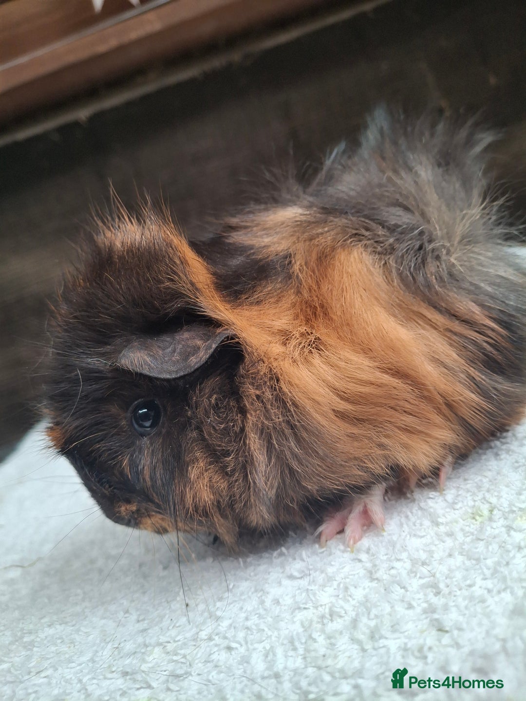 Guinea Pig rodents for sale: Baby Female Guineapigs  - Image 7