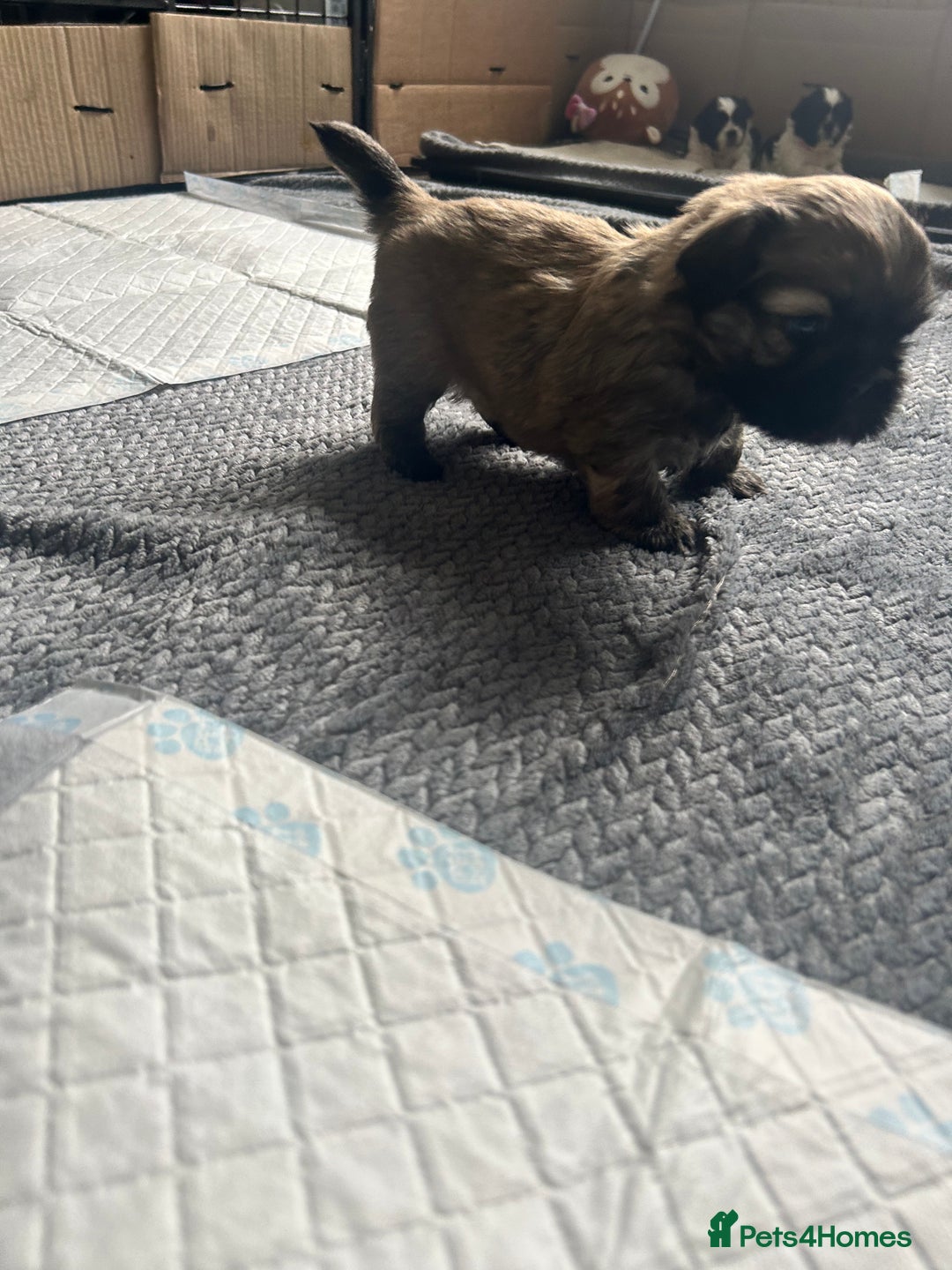 Shih Tzu dogs for sale: Stunning puppy - Image 2