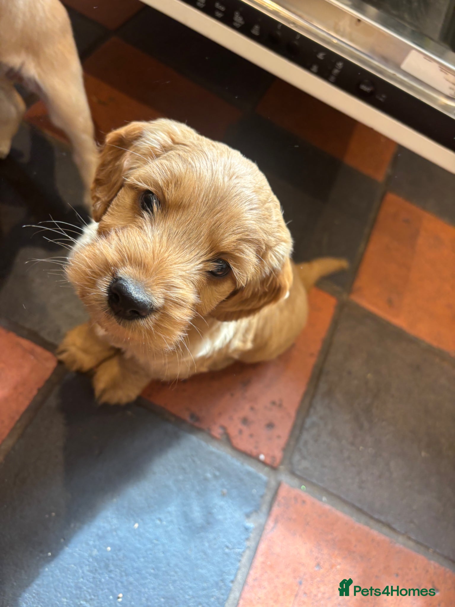 Mixed Breed dogs Cairnnoodle Puppies  - Advert 1