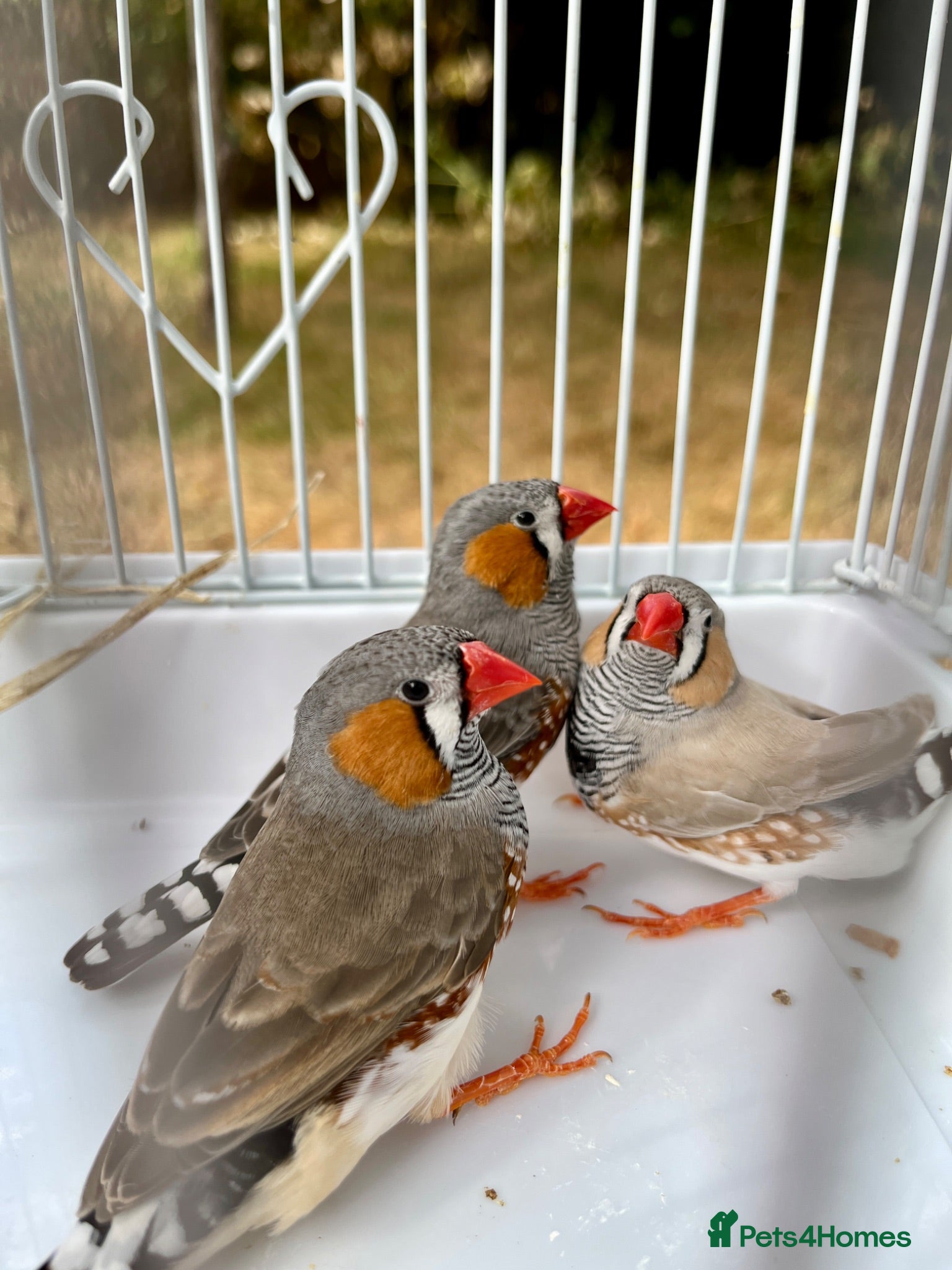 Finches birds Beautiful male zebra finch’s for sale  - Advert 4