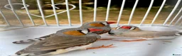 Finches birds for sale: Beautiful male zebra finch’s for sale  - Advert 1