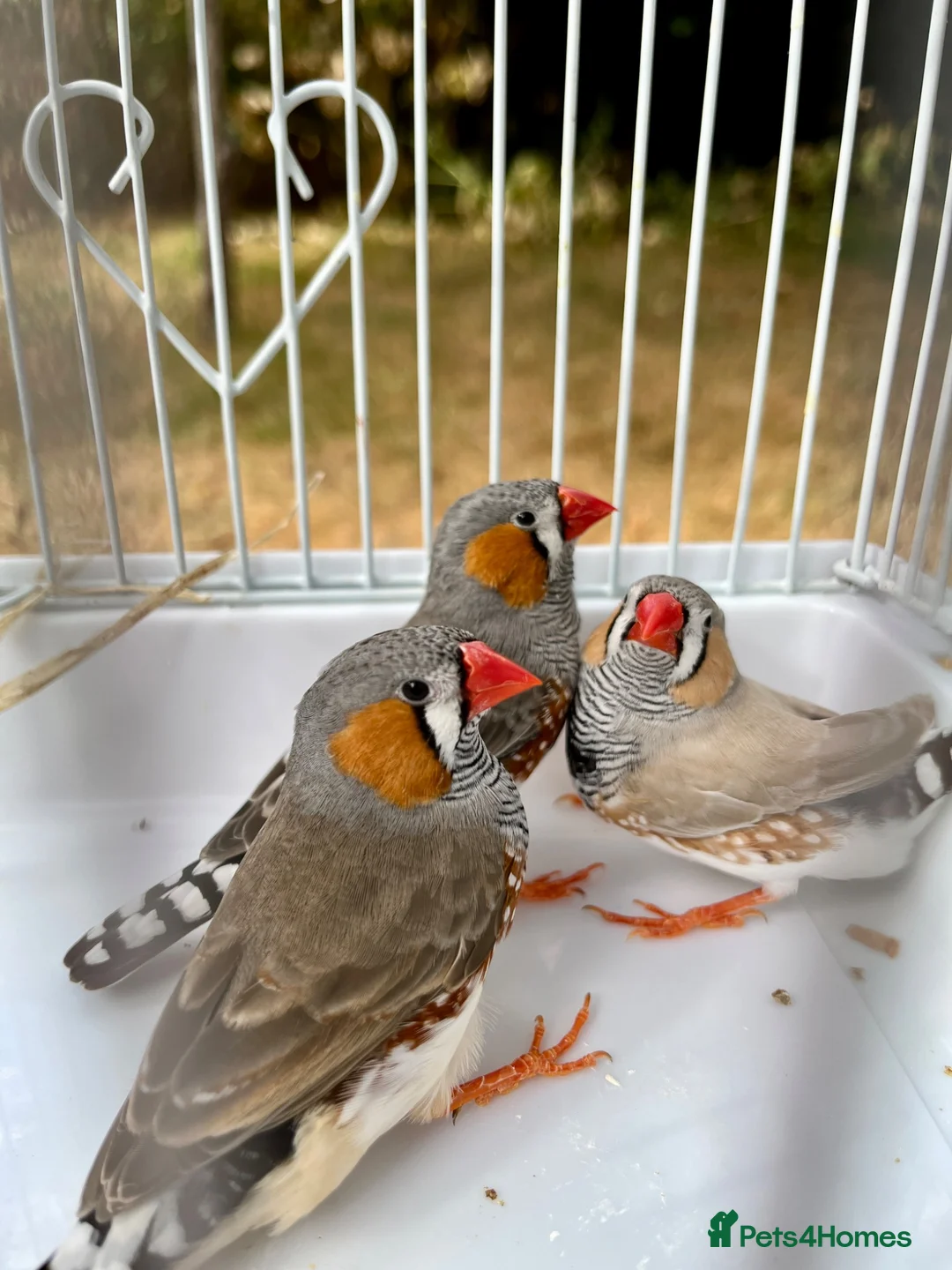 Finches birds for sale: Beautiful male zebra finch’s for sale  - Advert 1