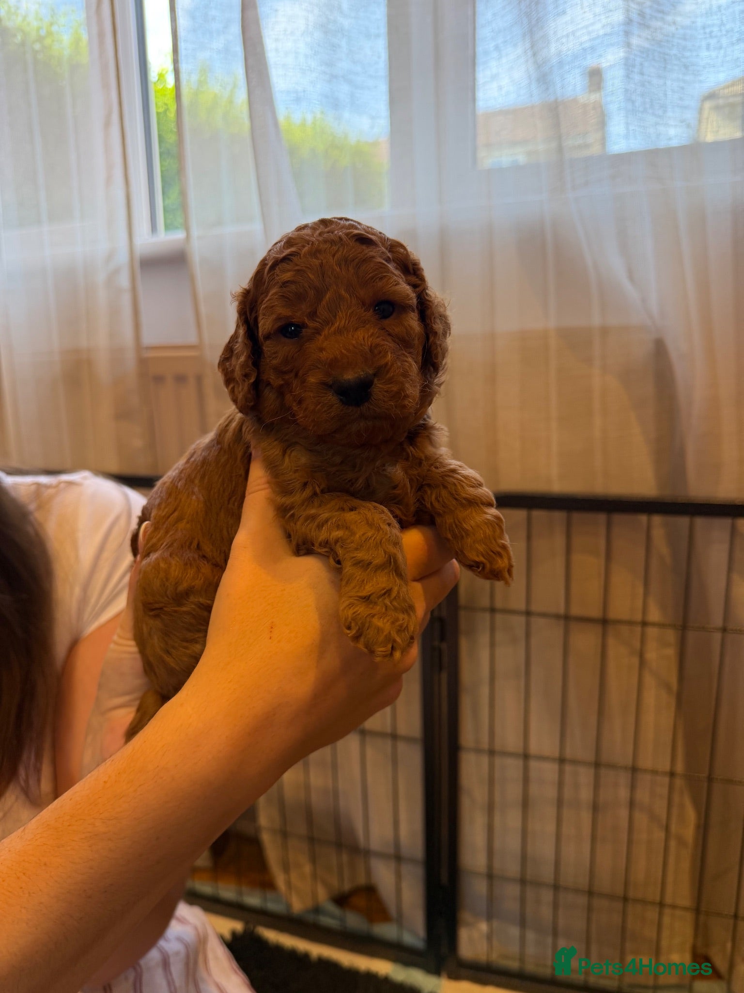 Cockapoo dogs Beautiful Red F2 Cockapoo Puppies - Advert 2