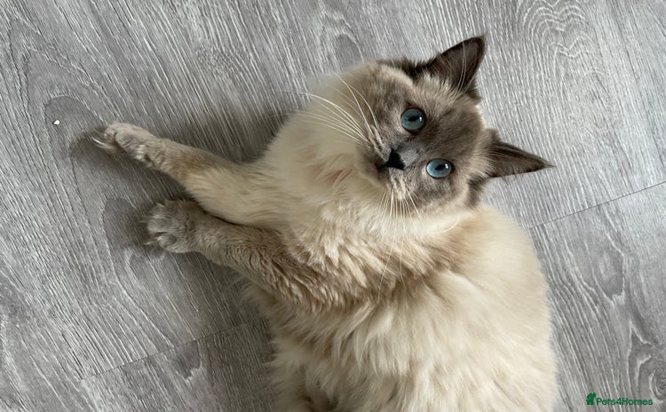 Ragdoll cats - Advert 5