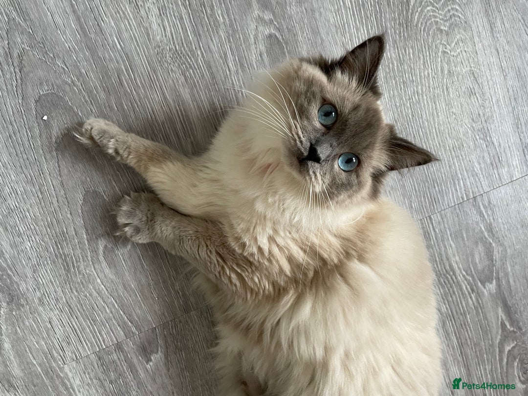 Ragdoll cats for sale: Blue point ragdoll  - Image 1