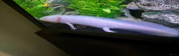 Axolotl reptiles for sale: 🦎 Two Adult Axolotls + Complete Aquarium Setup - Advert 4