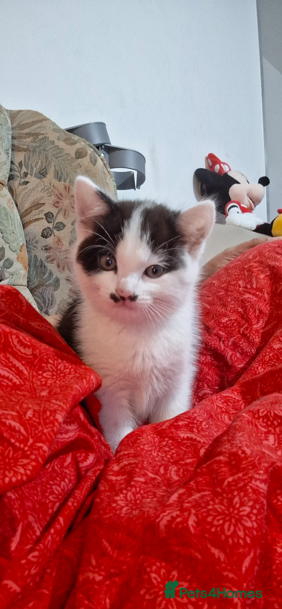 Mixed Breed cats for sale: Lovely kittens looking for new loving parents. - Advert 13
