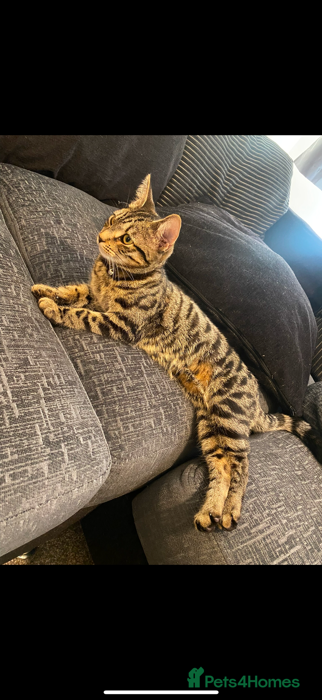 Bengal cats for sale: 3 Year Old Bengal Tabby For Sale  - Advert 1