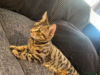 Bengal cats 3 Year Old Bengal Tabby For Sale - Advert 9