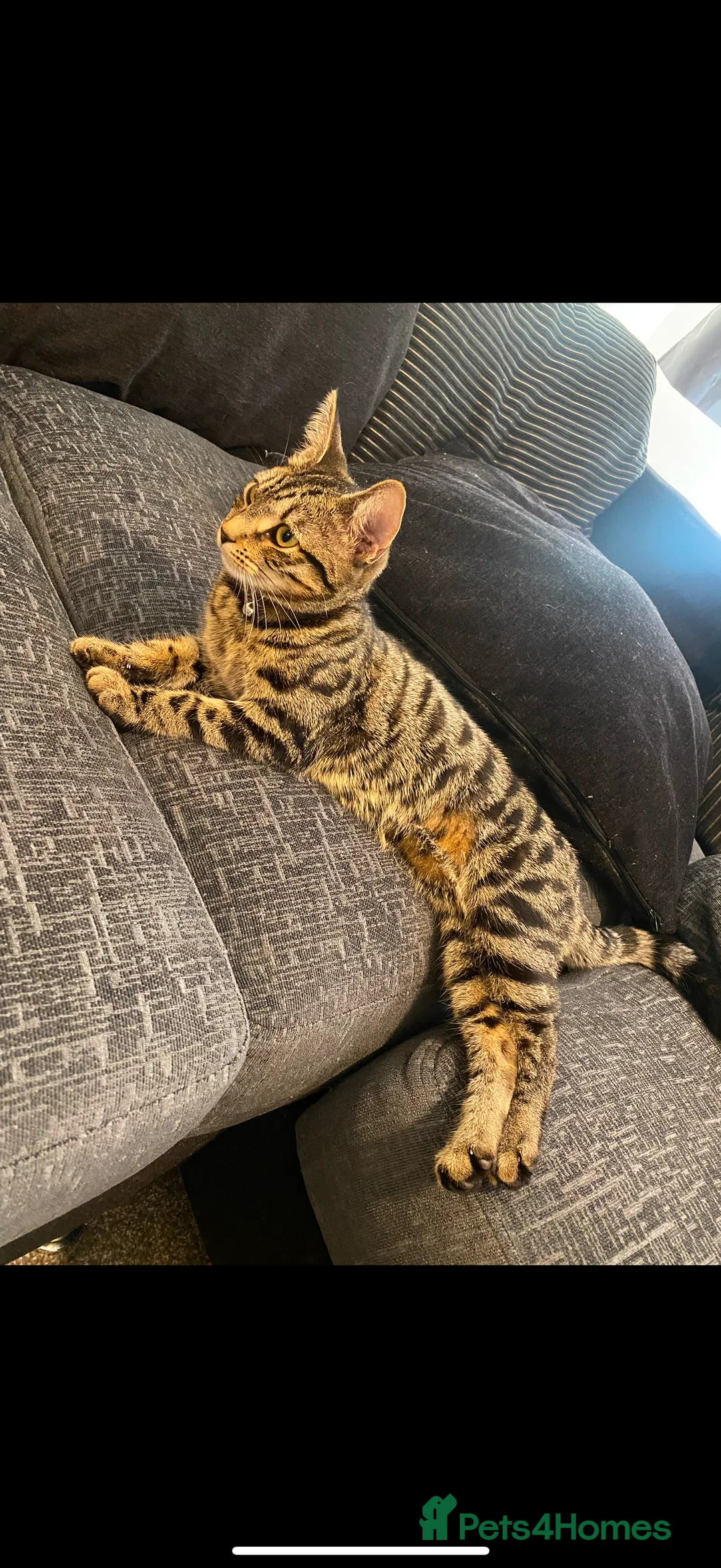Bengal cats for sale: 3 Year Old Bengal Tabby For Sale  - Advert 1