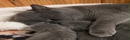 Persian cats for sale: Beautiful Persian Girl  - Advert 10