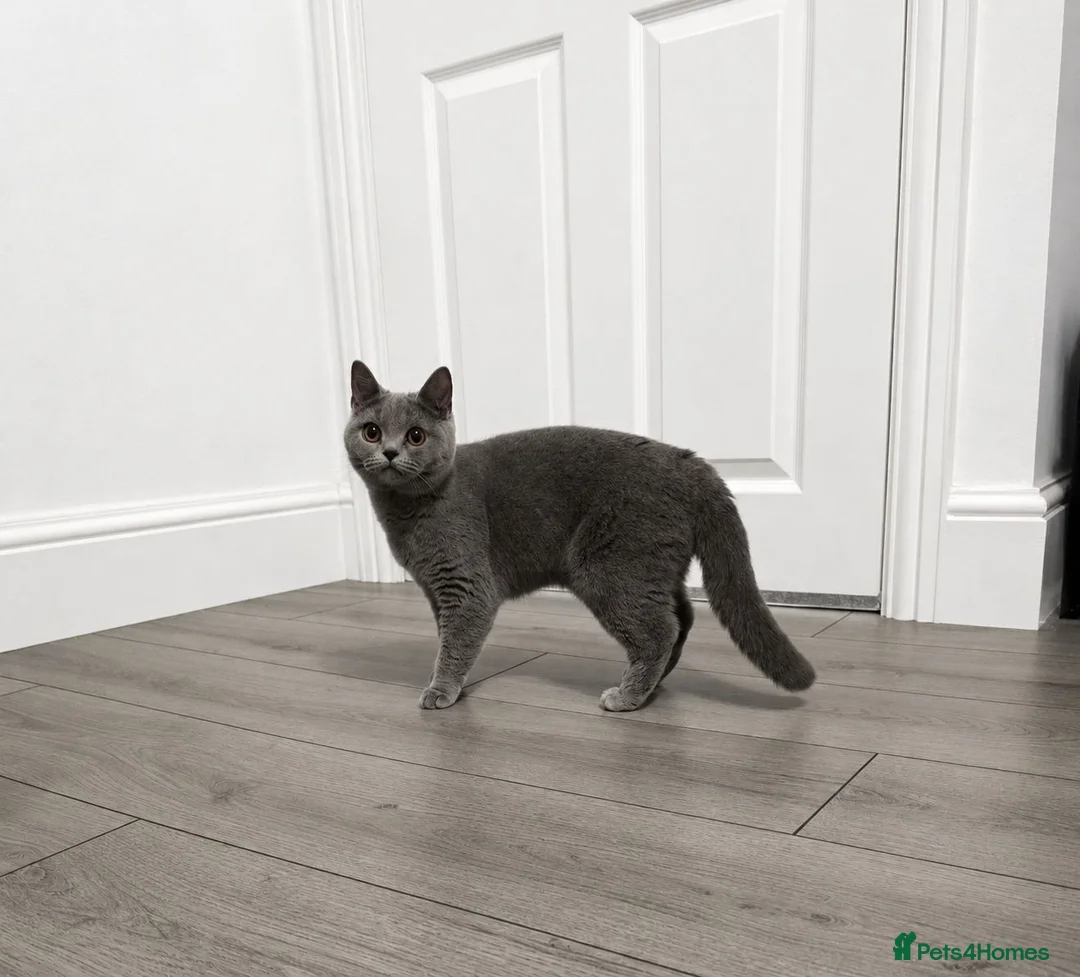 British Shorthair cats for sale: GCCF ACTIVE FEMALE Blue British shorthair  in Wirral - Advert 2