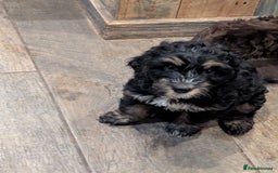 Cockapoo dogs for sale: Black and gold cockapoo  - Advert 3