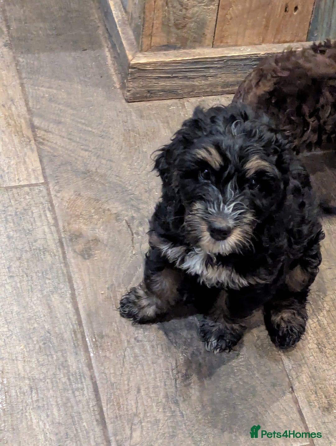 Cockapoo dogs for sale: Black and gold cockapoo  - Advert 3