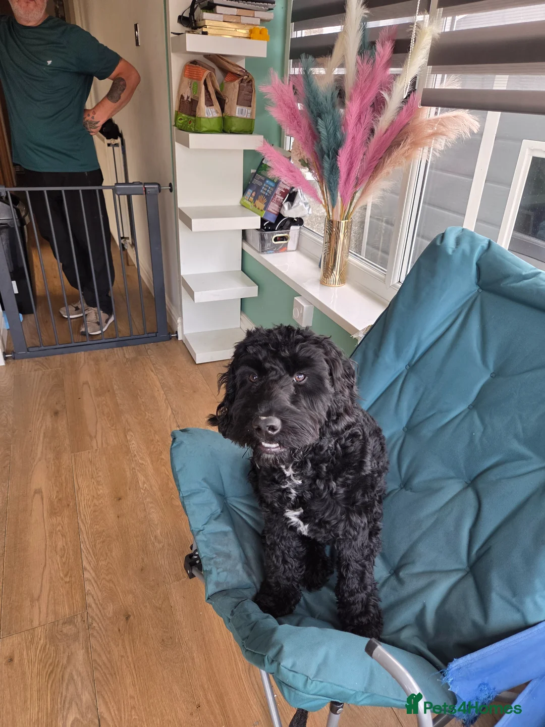 Cockapoo dogs for sale: Miss karen fitton  in Morecambe - Advert 2