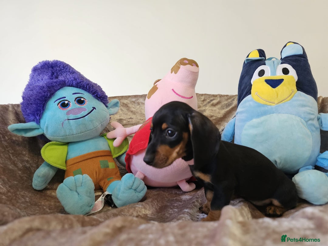 Dachshund dogs for sale: Charming Mini Dachshund Puppies  - Advert 9