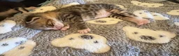 Mixed Breed cats for sale: 🐾 LAST KITTEN AVAILABLE 🐾 in Ashford - Advert 8