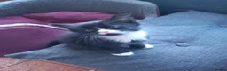 Domestic Shorthair cats for sale: Amazing kittens  in London - Advert 3