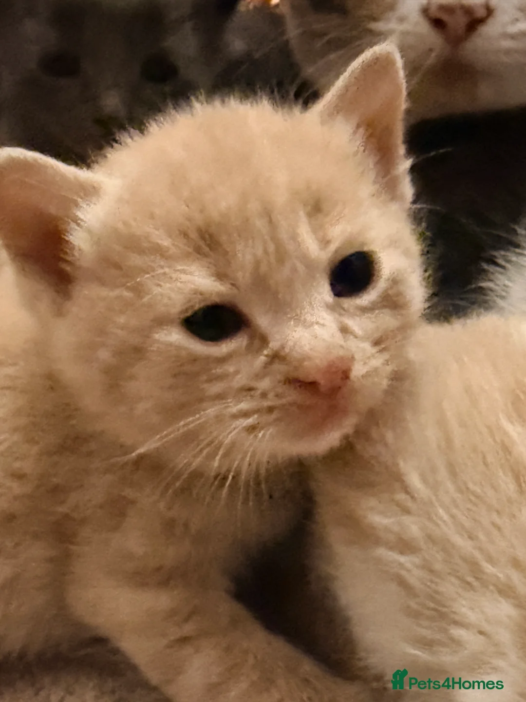 British Shorthair cats for sale: British Blue x Turkish Angora Stunning Kittens! - Advert 1