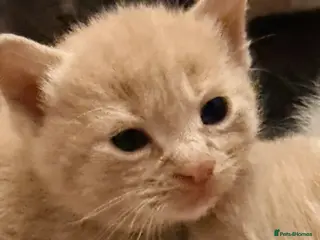 British Shorthair cats British Blue x Turkish Angora Stunning Kittens! - Advert 1