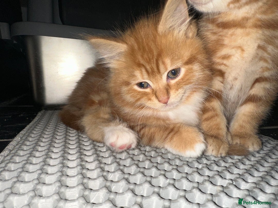 Scottish Fold cats for sale: Ginger Scottish fold/straights - Advert 18