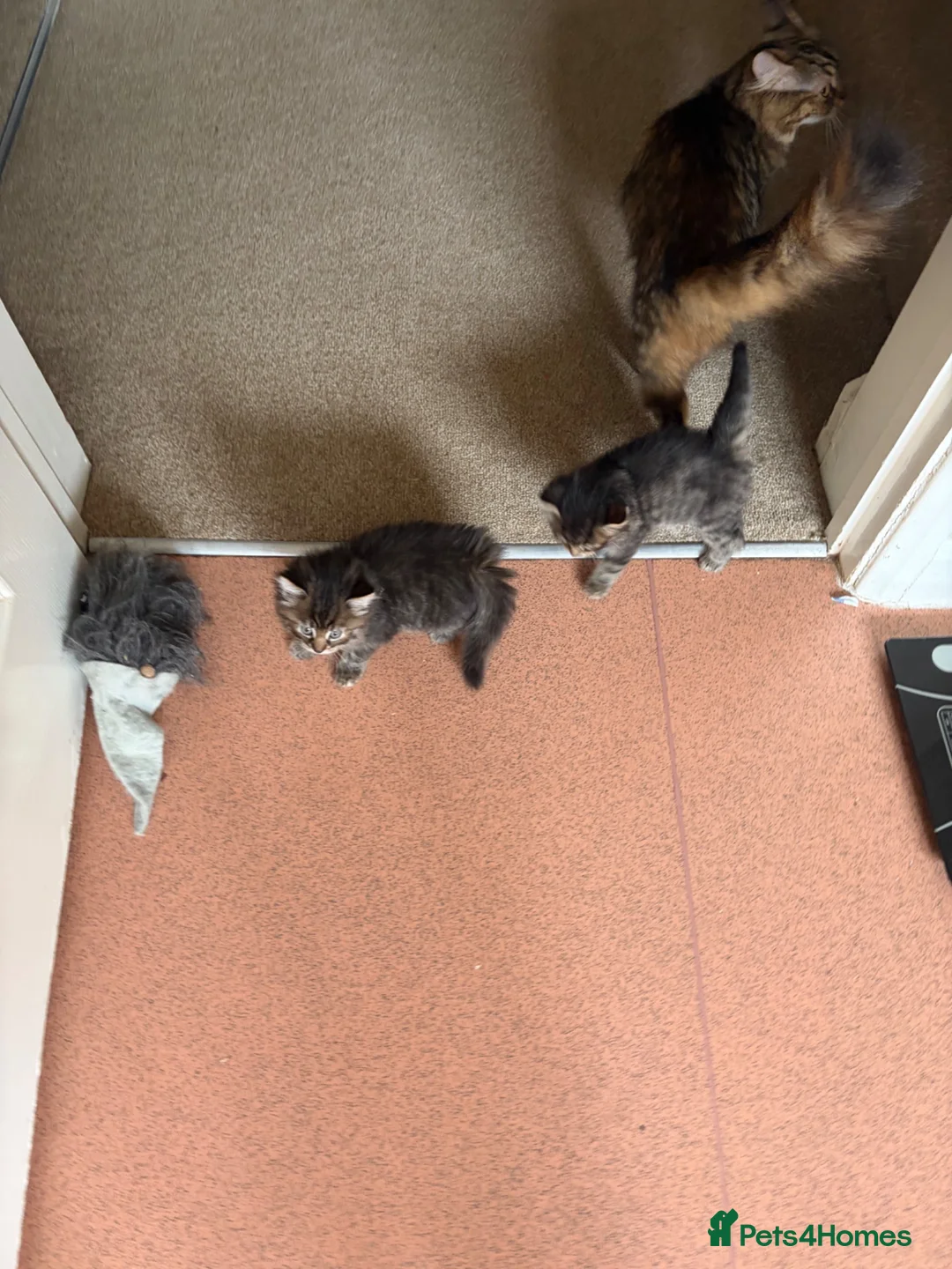 Mixed Breed cats for sale: Beautiful sociable fluff balls - Advert 16