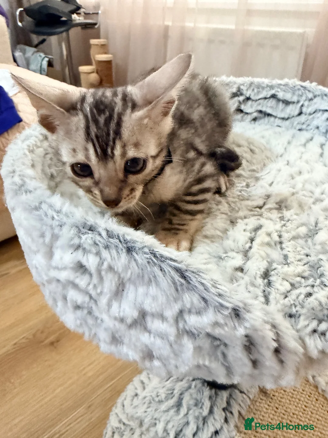 Bengal cats for sale: Quality kittens Bengal for sale in Harrow - Advert 2