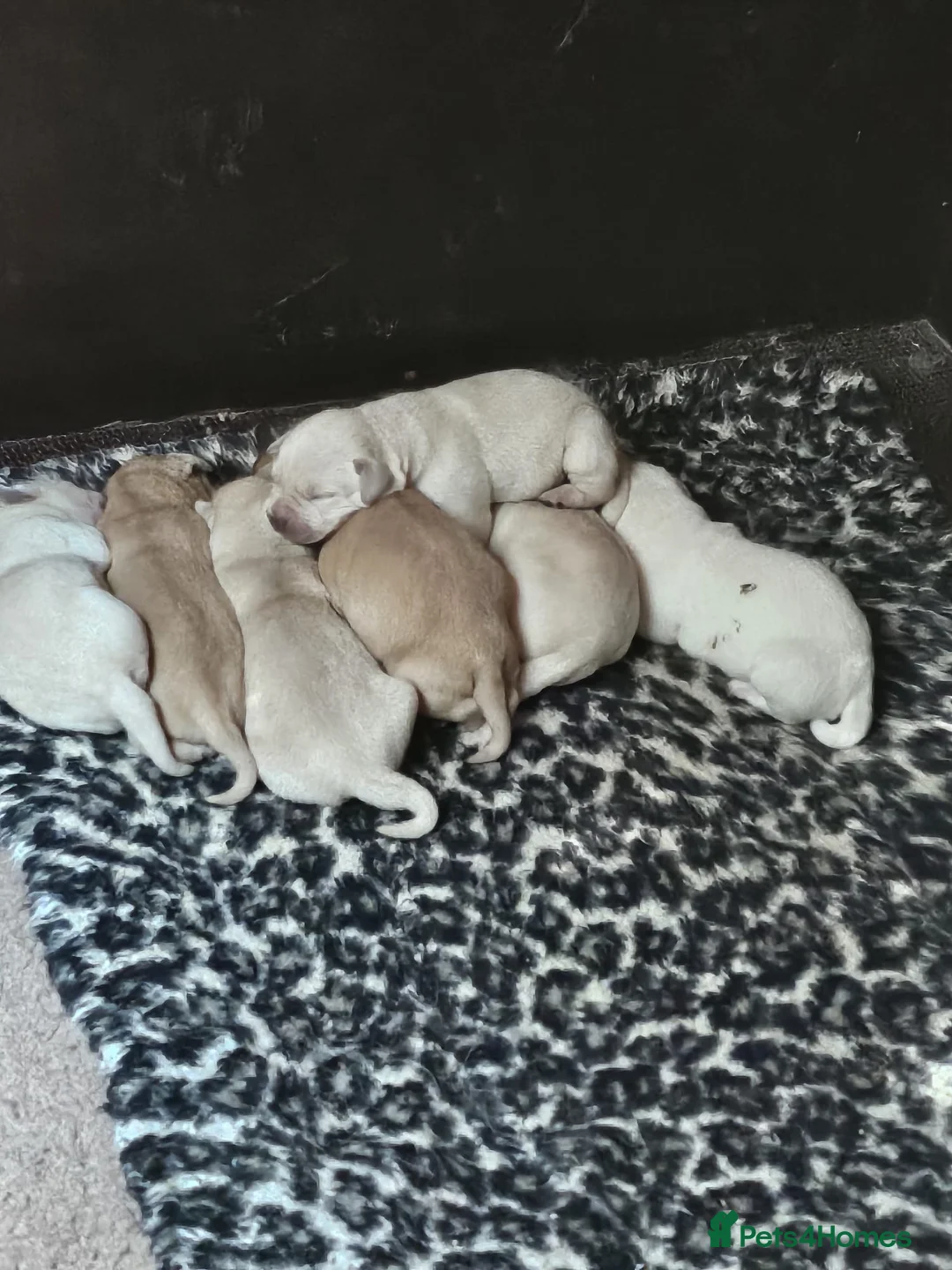 Labrador Retriever dogs for stud: Handsome Proven KC Registered Labrador Stud - Advert 9