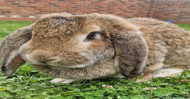 French Lop rabbits - Advert 15