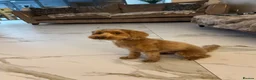 Jackapoo dogs for sale: Jacapoo puppies - Advert 4
