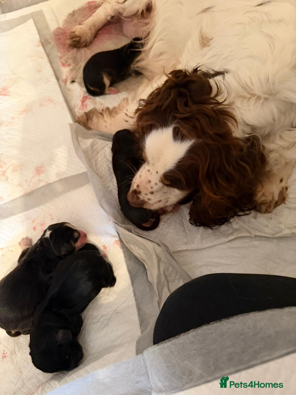 Cocker Spaniel dogs for sale: Beautiful Cocker spaniel puppies in Birmingham - Advert 1