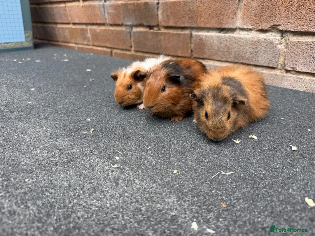 Guinea Pig rodents for sale: Gorgeous Baby Male Guinea Pgs  - Advert 5